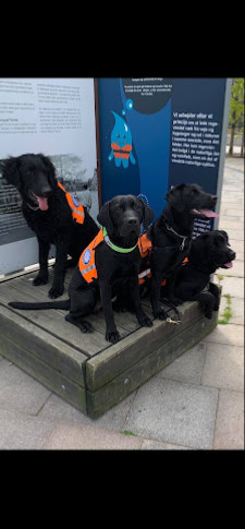 Servicehundeforeningen - Ringsted